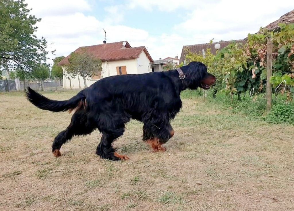 Mozart De La Grange De Ploumajou