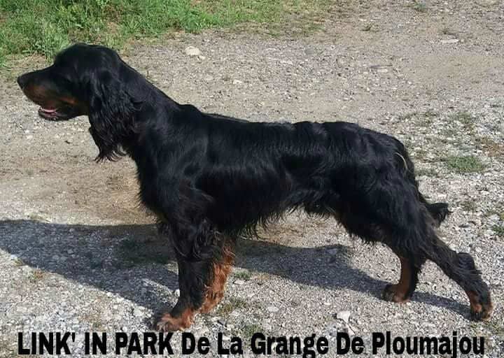 De La Grange De Ploumajou - PROCHAINE PORTEE PREVUE : PRINTEMPS 2019