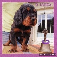 R' JANKA