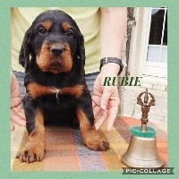 RUBIE De La Grange De Ploumajou