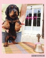 ROXY De La Grange De Ploumajou