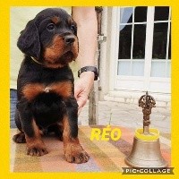 REO De La Grange De Ploumajou